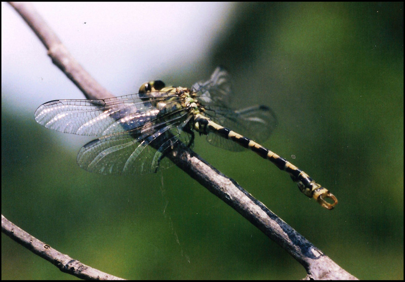 libellula da ident  8